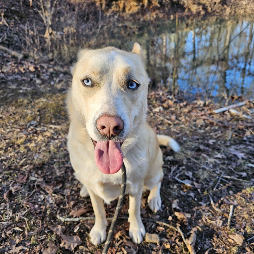 Enlarge Liv, a Adoptable Siberian Husky in Conway, AR image 3/6