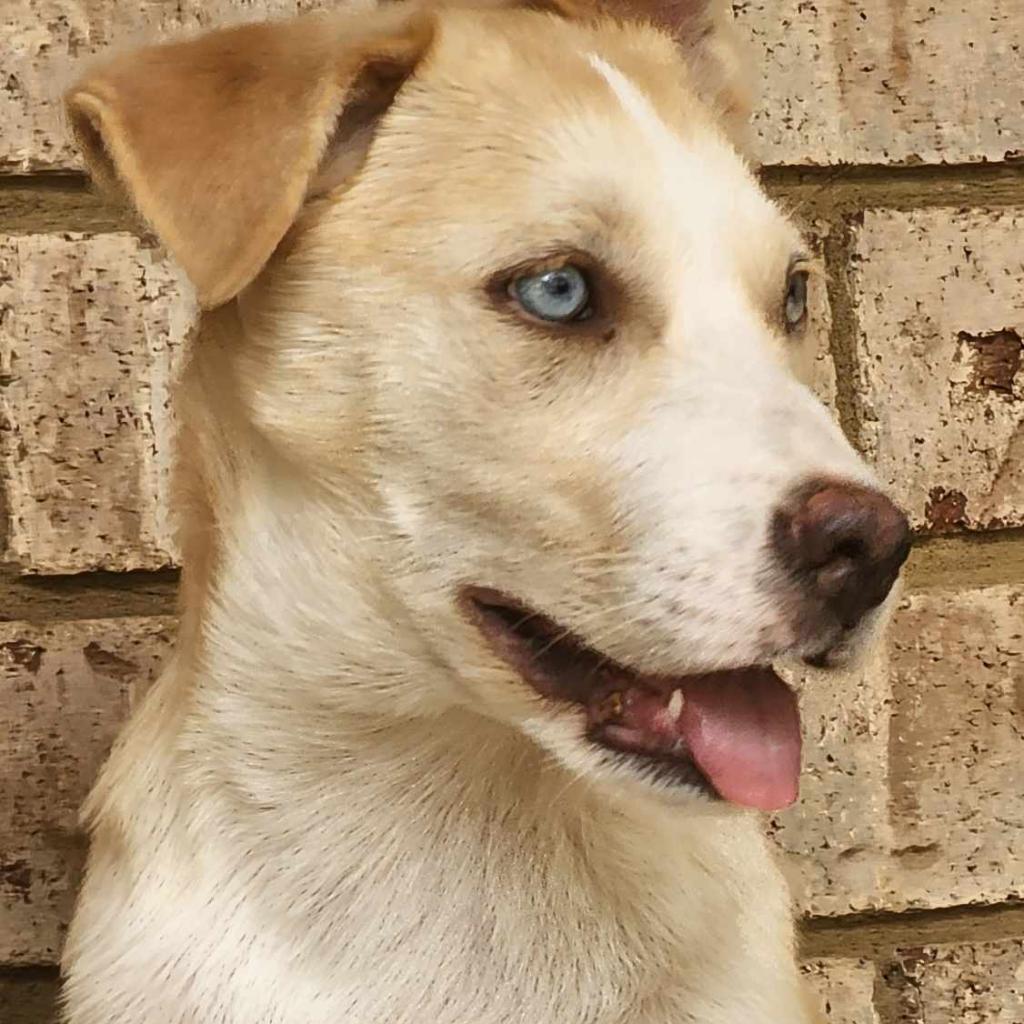 Enlarge Liv, a Adoptable Siberian Husky in Conway, AR image 4/6