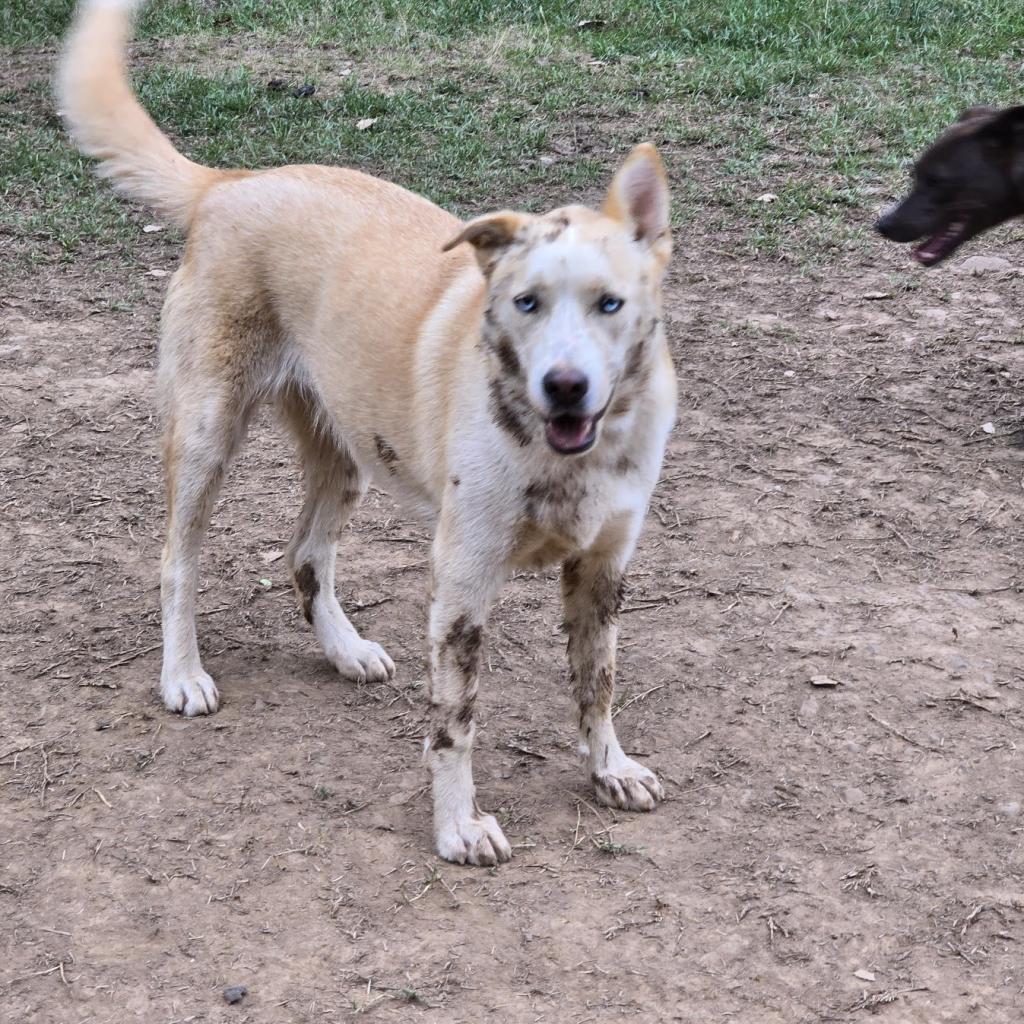 Enlarge Liv, a Adoptable Siberian Husky in Conway, AR image 5/6