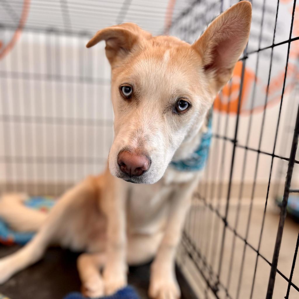 Enlarge Liv, a Adoptable Siberian Husky in Conway, AR image 6/6