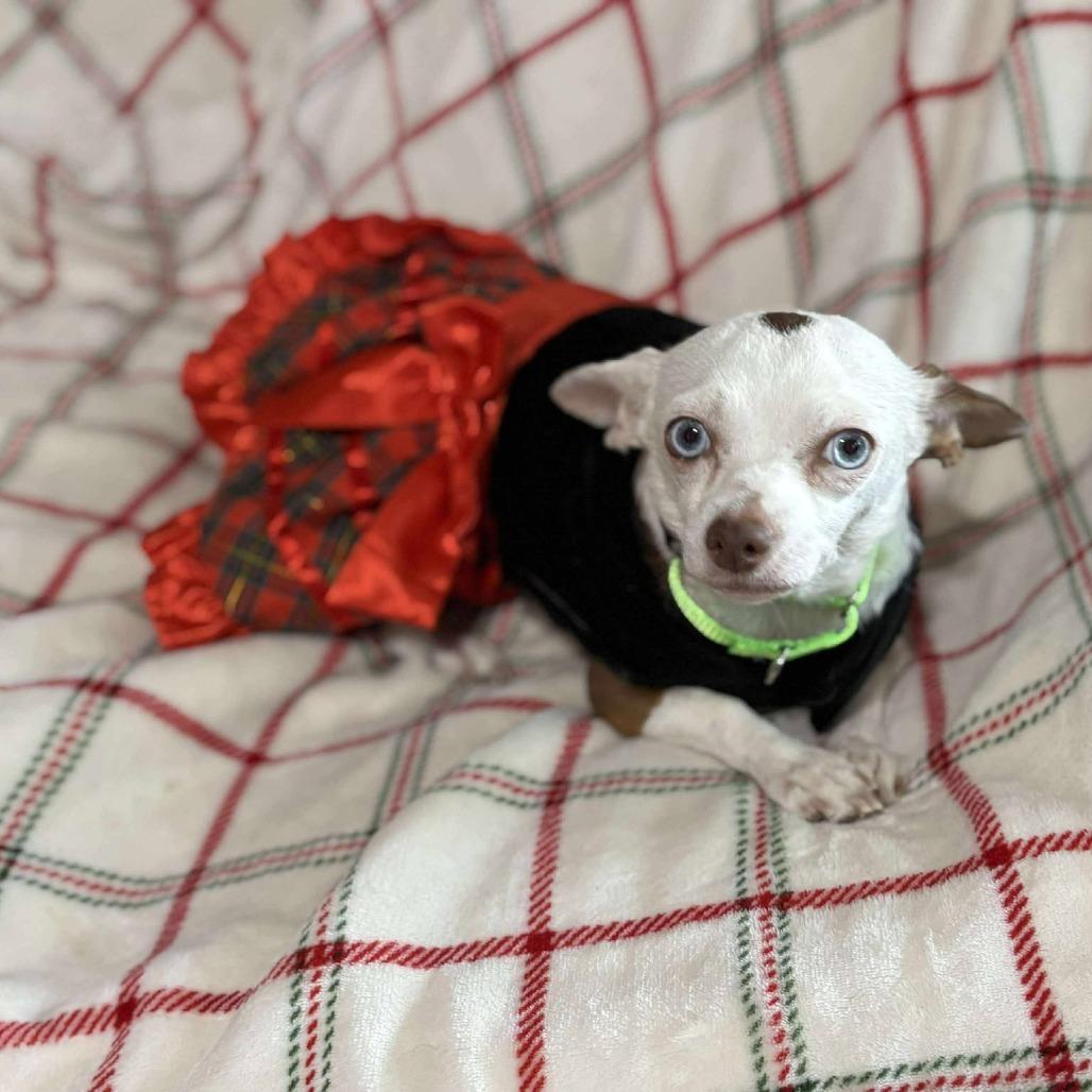 Olive, Adoptable, Senior Female Chihuahua.