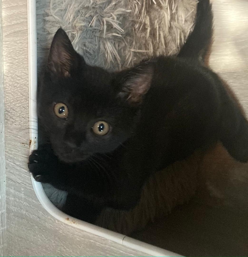 Petra, adopted, Kitten Female Domestic Short Hair.