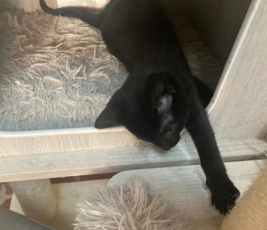 Enlarge Petra, an adopted Domestic Short Hair in Philadelphia, PA image 2/5