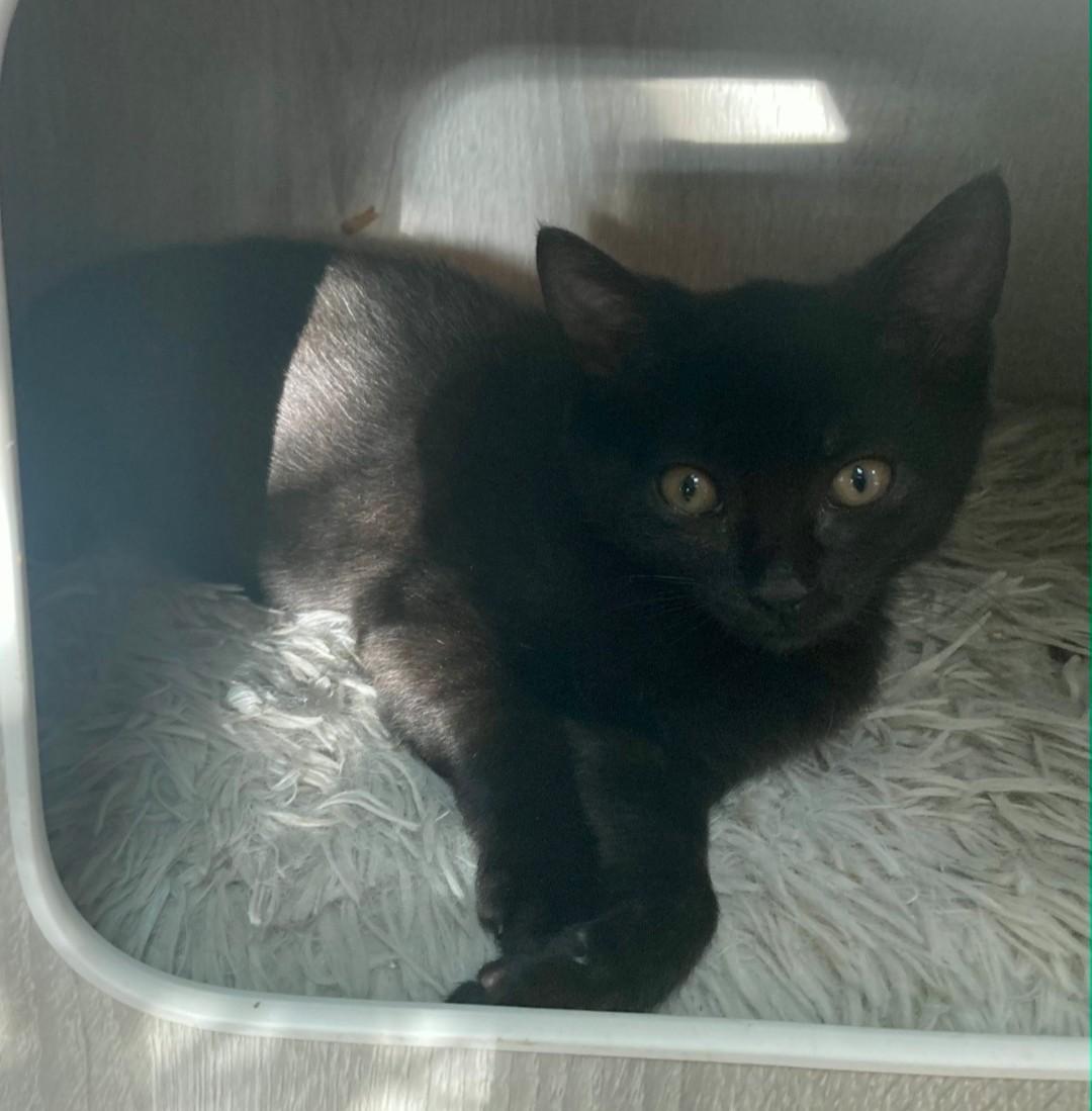 Enlarge Petra, an adopted Domestic Short Hair in Philadelphia, PA image 3/5