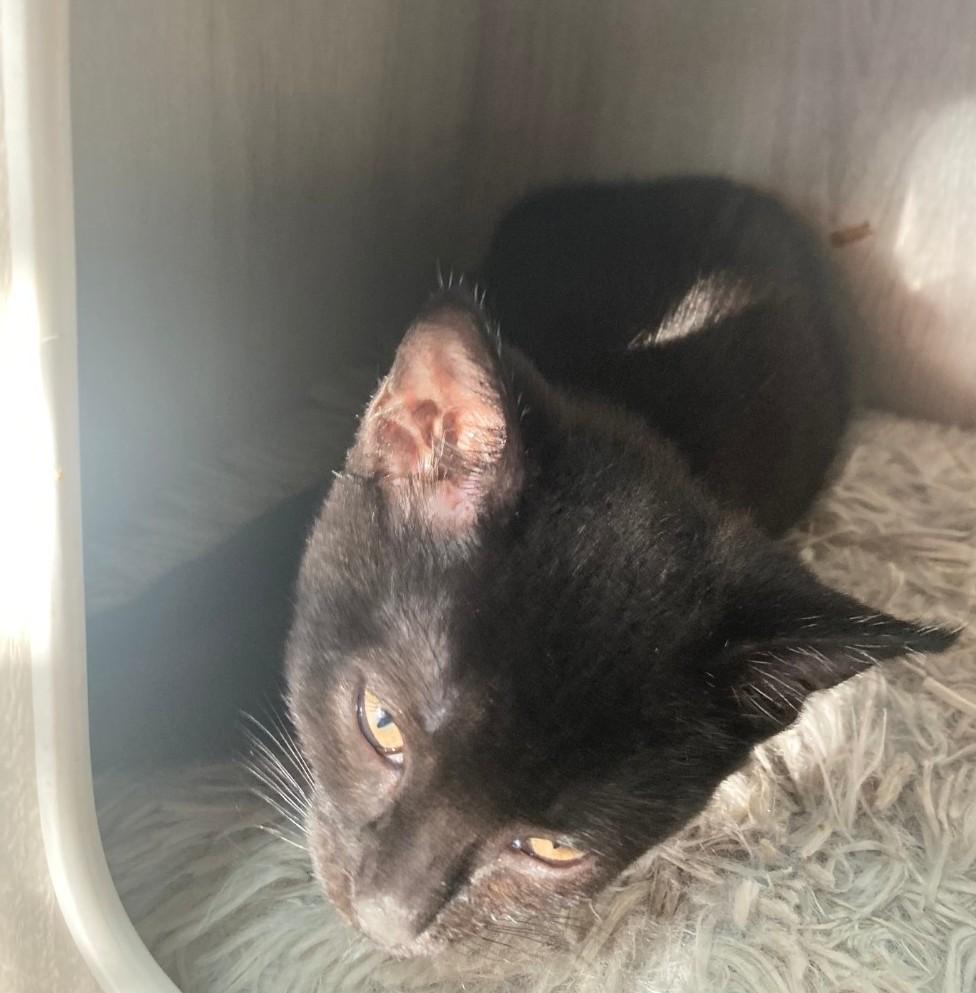 Enlarge Petra, an adopted Domestic Short Hair in Philadelphia, PA image 4/5