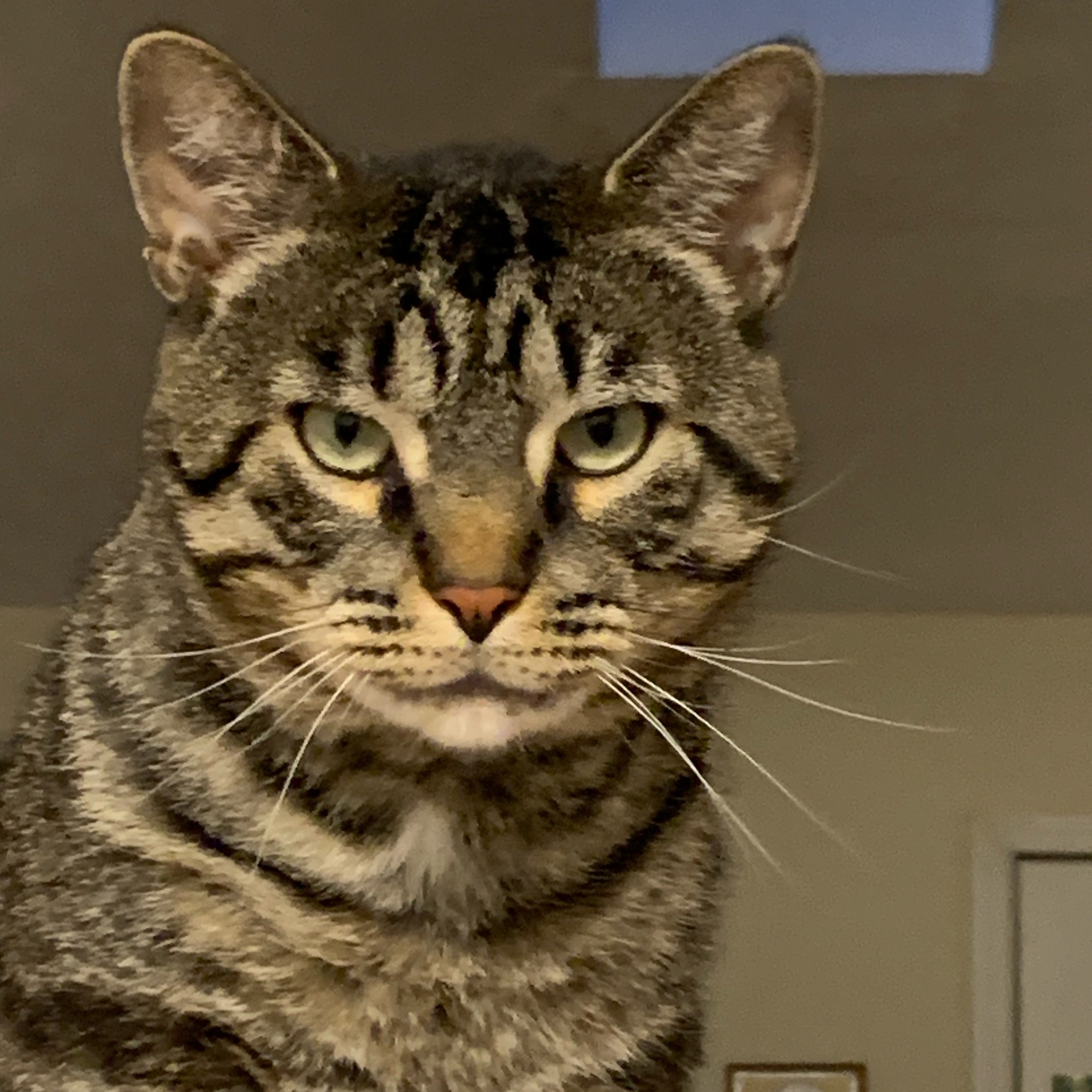 Enlarge Meatball, a Adopted Domestic Short Hair in Valparaiso, IN image 1/1