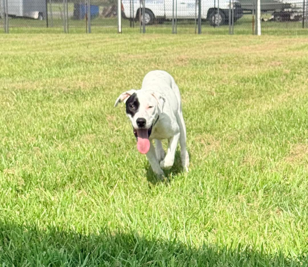 Maggie, an adoptable American Bully in Winter Haven, FL image 3/6