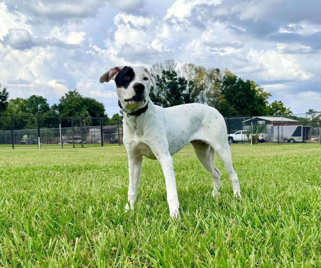 Maggie, an adoptable American Bully in Winter Haven, FL image 4/6
