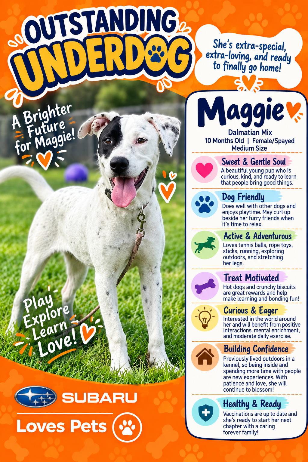 Maggie, Adoptable, Young Female American Bully.