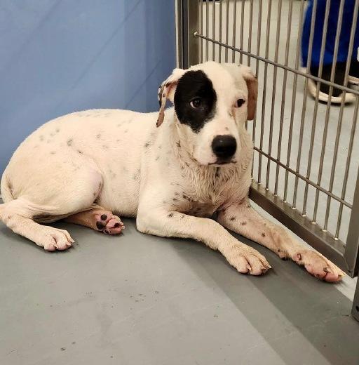 Maggie, an adoptable American Bully in Winter Haven, FL image 5/6