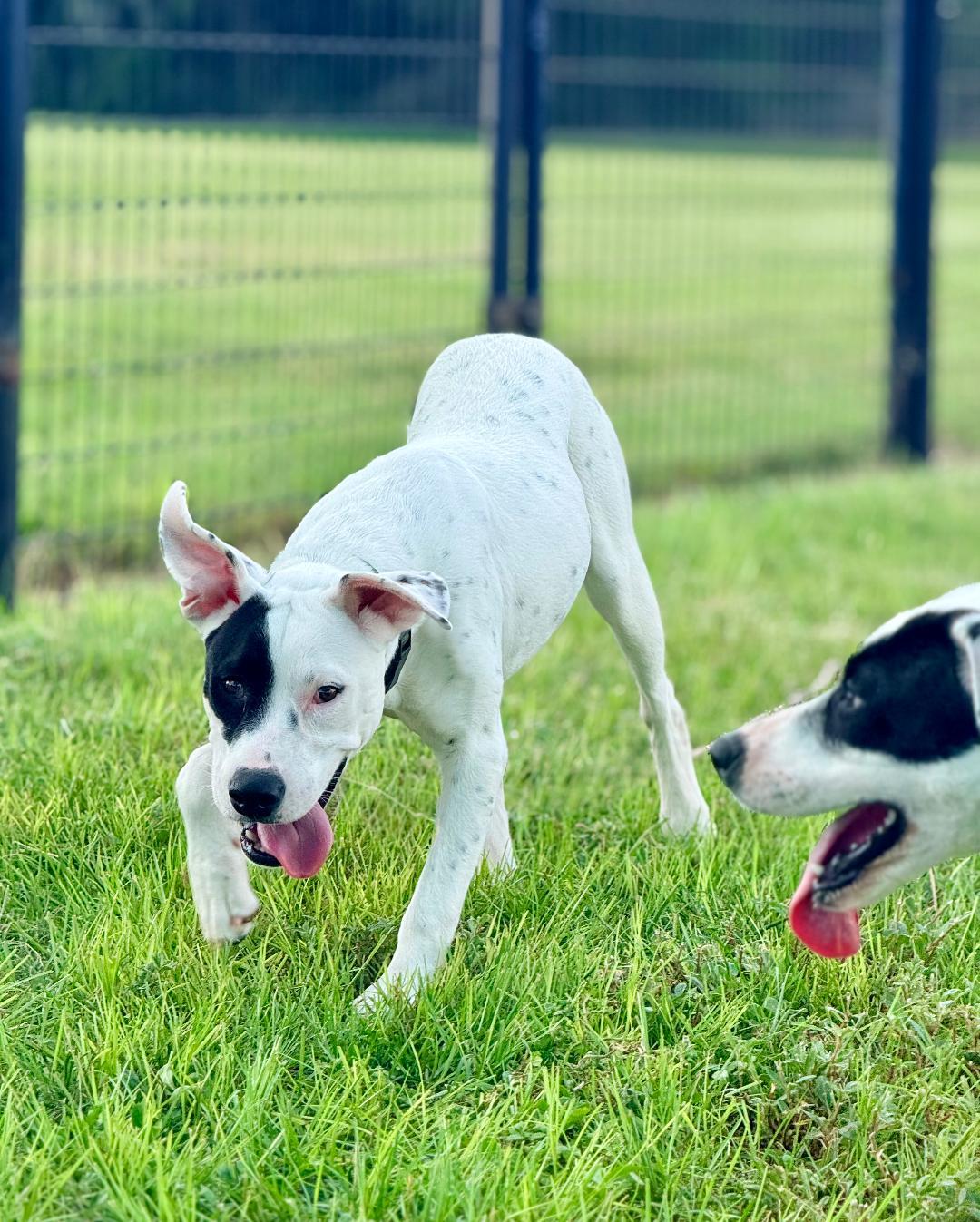 Maggie, adoptable, Young Female American Bully.