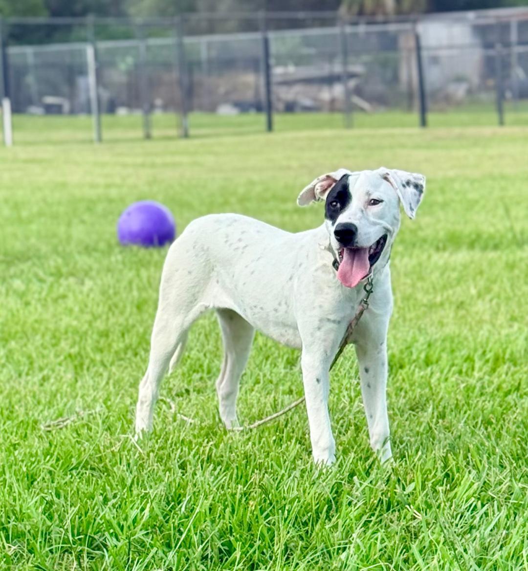 Maggie, an adoptable American Bully in Winter Haven, FL image 2/6