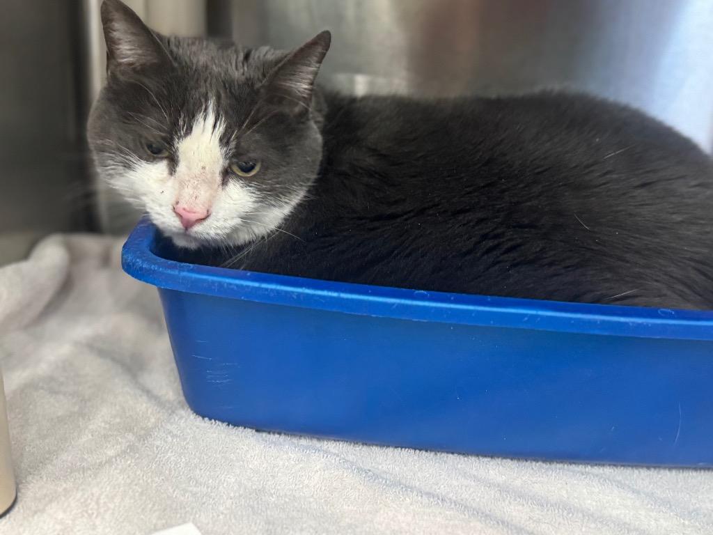 Pumpkin, Adoptable, Senior Female Domestic Short Hair.