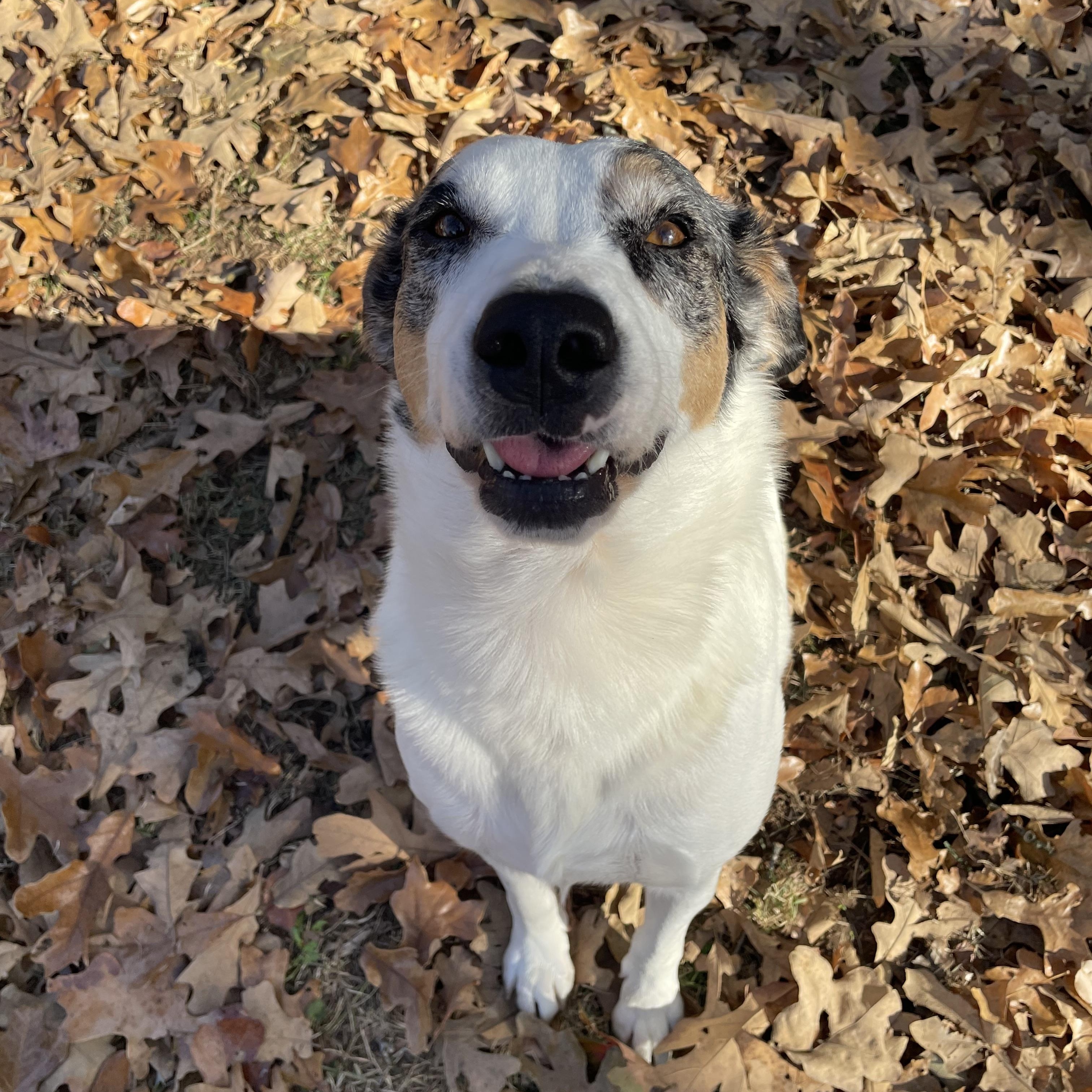 Enlarge Katie, a Adopted mixed breed in Bella Vista, AR image 3/4