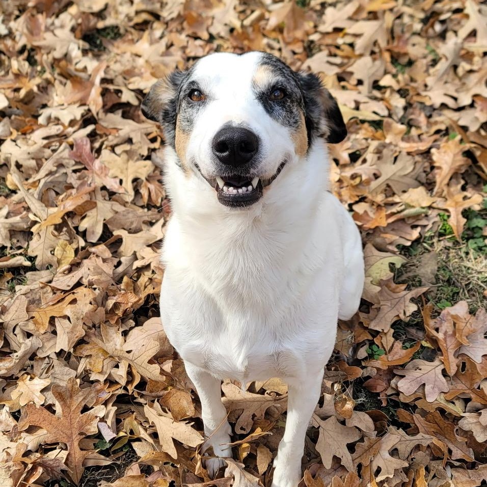Katie, Adopted, Adult Female Australian Cattle Dog / Blue Heeler & Great Pyrenees.