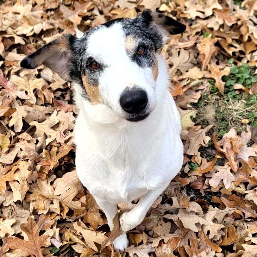 Enlarge Katie, a Adopted mixed breed in Bella Vista, AR image 2/4