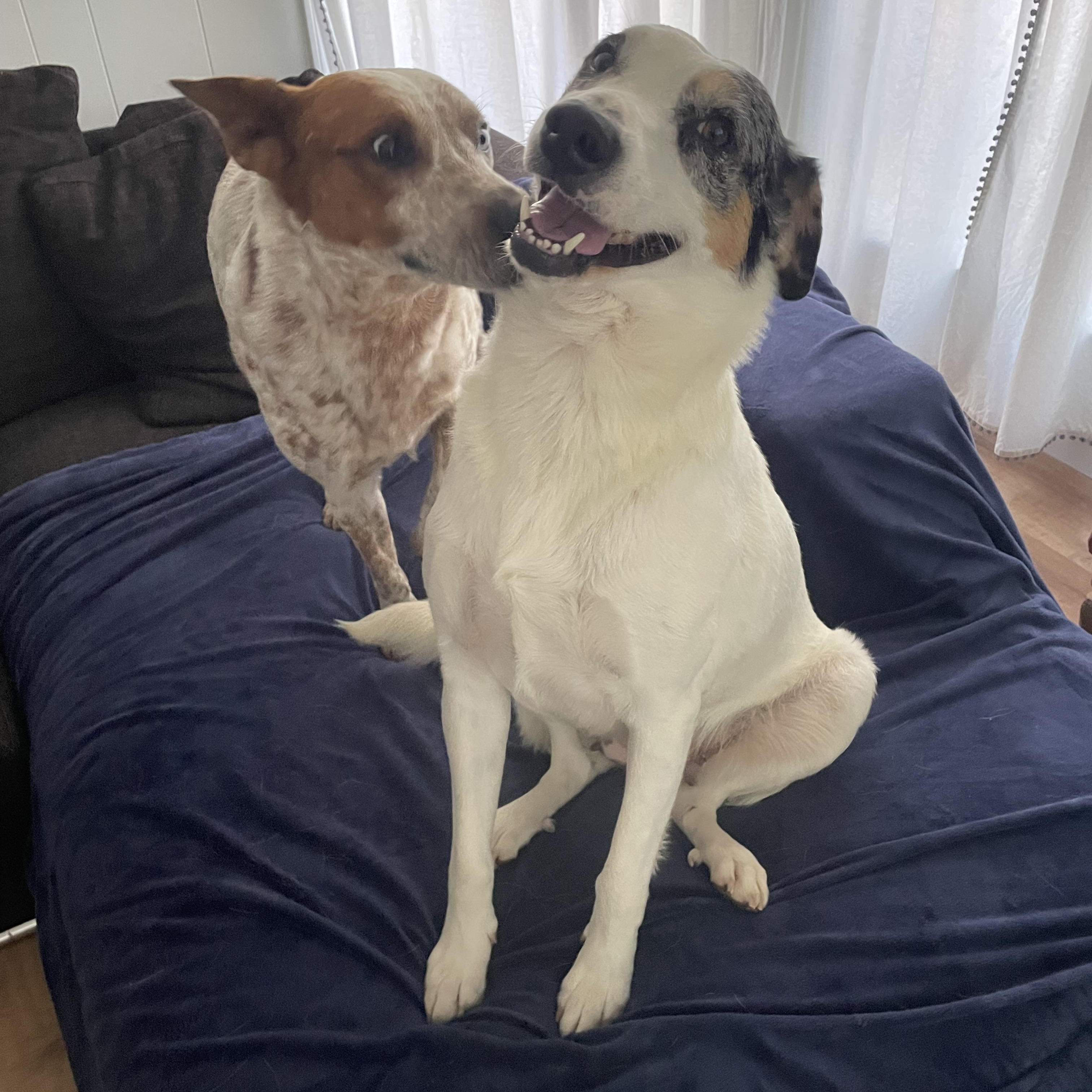 Enlarge Katie, a Adopted mixed breed in Bella Vista, AR image 4/4