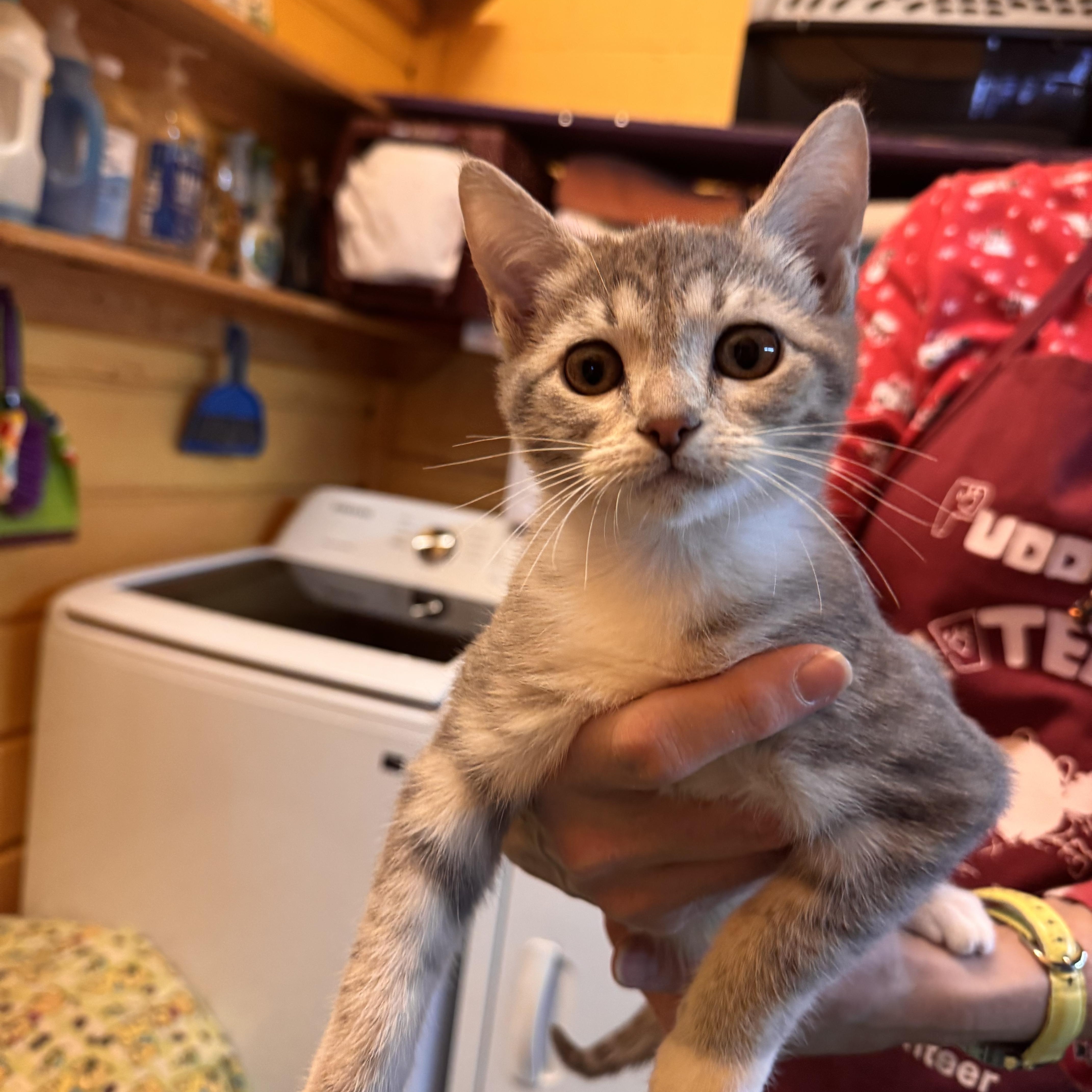 Louise , adopted, Young Female Tabby.