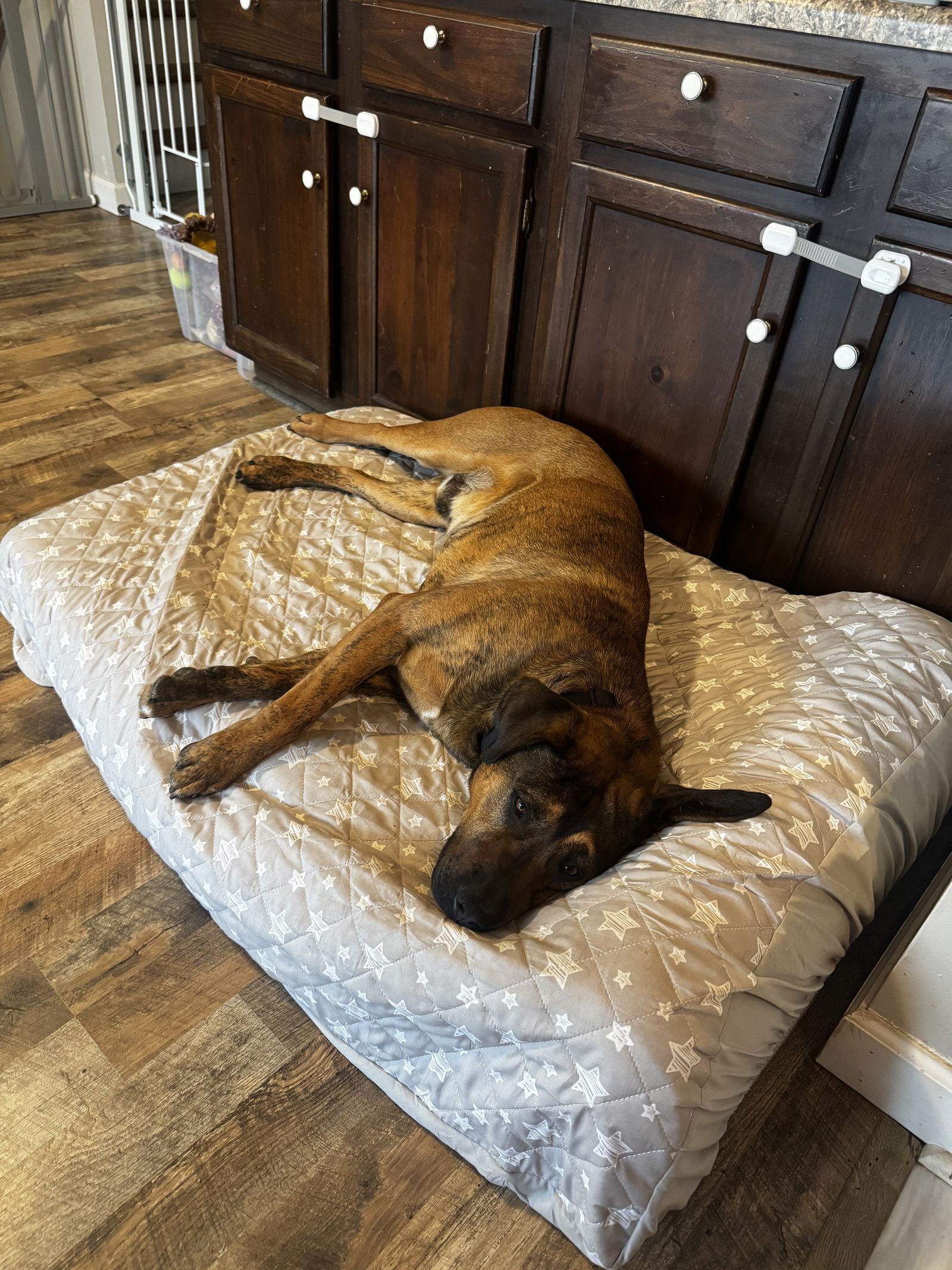 Enlarge GUNNER, a Adoptable Mixed Breed in Fenton, MO image 1/3