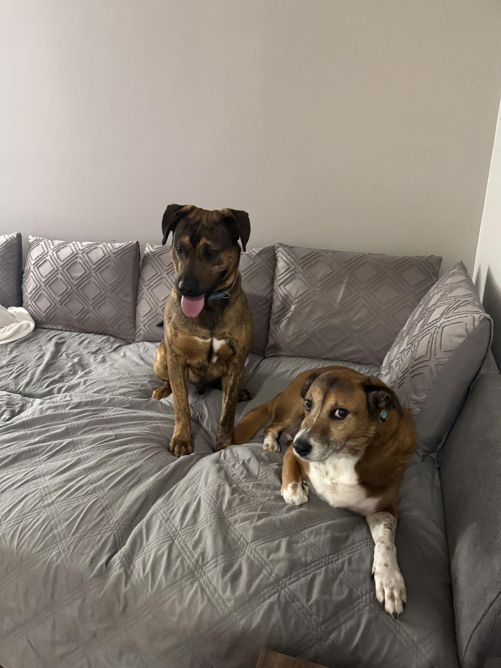 Enlarge GUNNER, a Adoptable Mixed Breed in Fenton, MO image 3/3