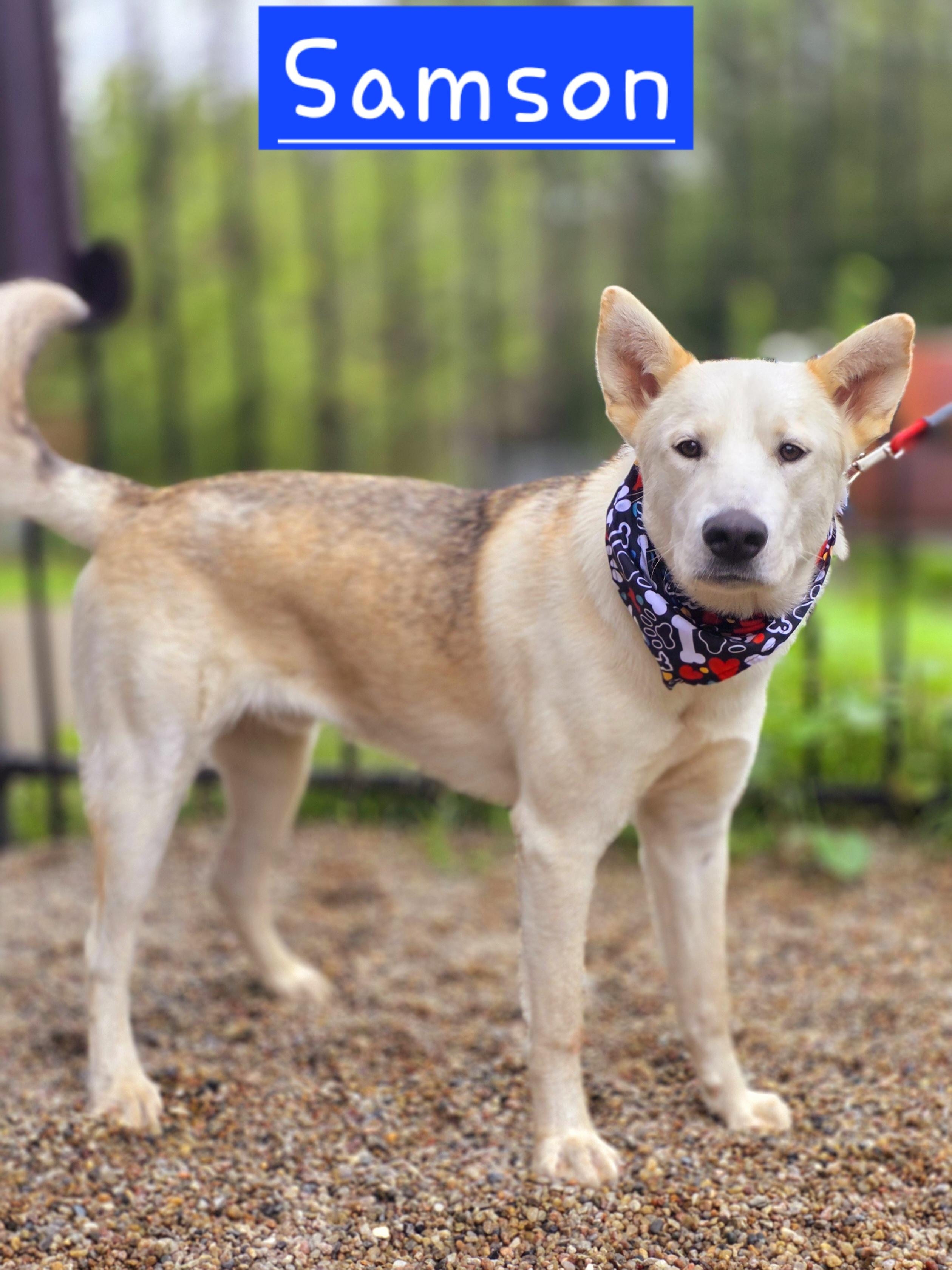 Enlarge Samson, a Adoptable mixed breed in Walthill, NE image 1/1