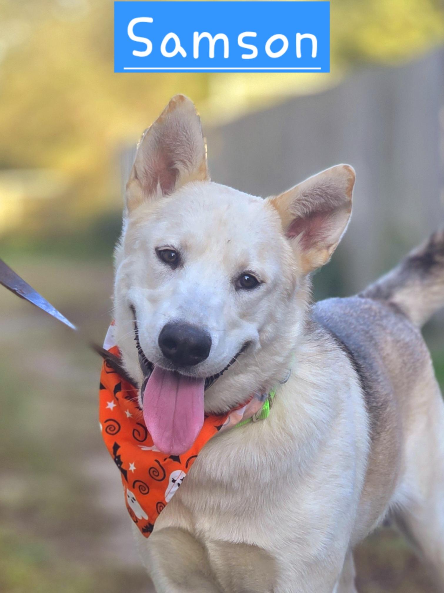 Samson, Adoptable, Young Male Siberian Husky & German Shepherd Dog.