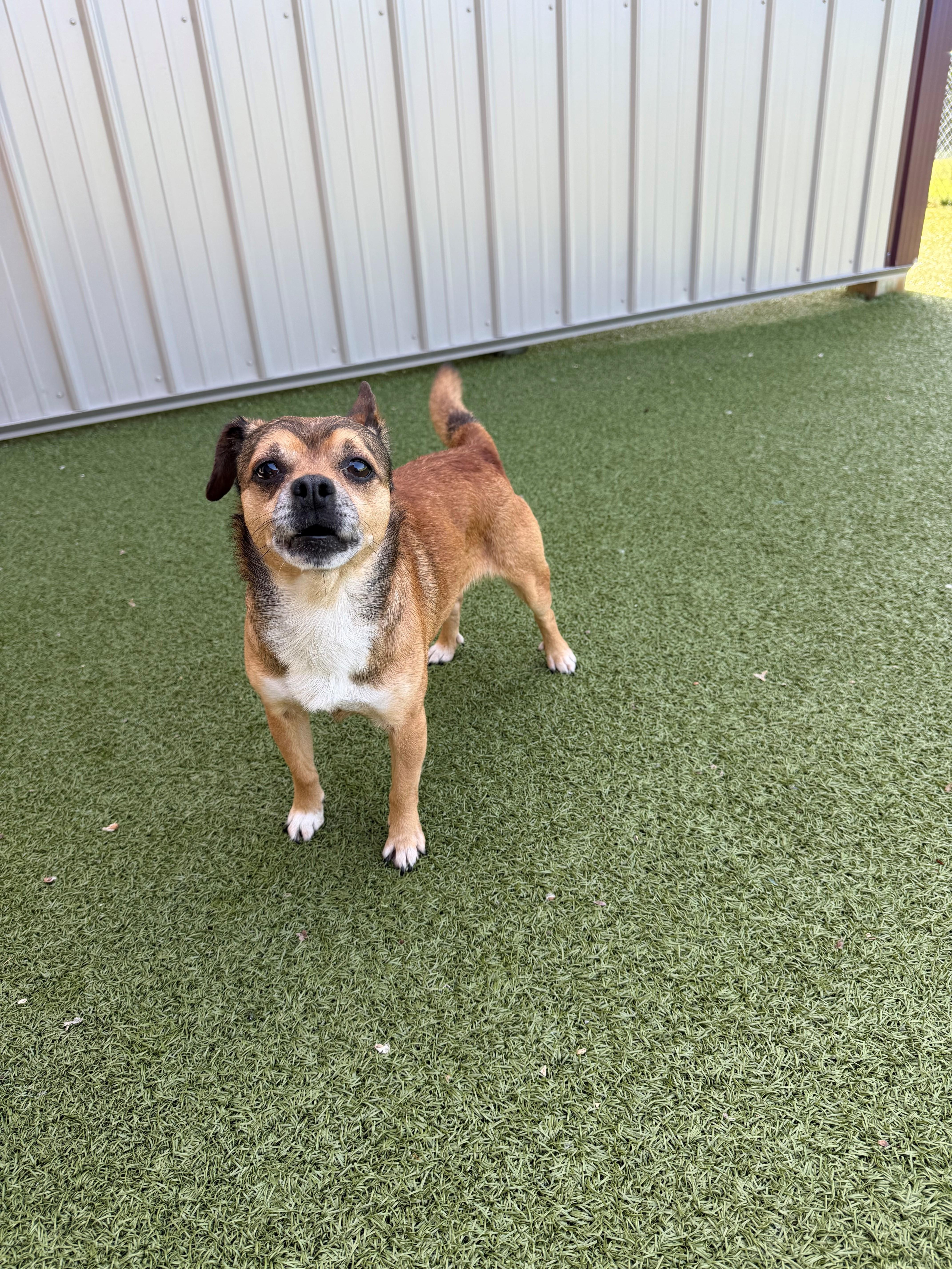Goofy, adopted, Senior Male Chihuahua.