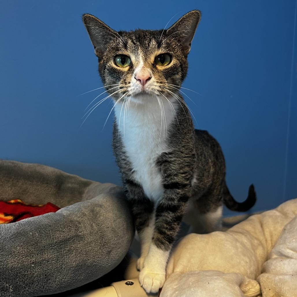 Enlarge Ahsoka, a Adoptable Domestic Short Hair in Mankato, MN image 2/4