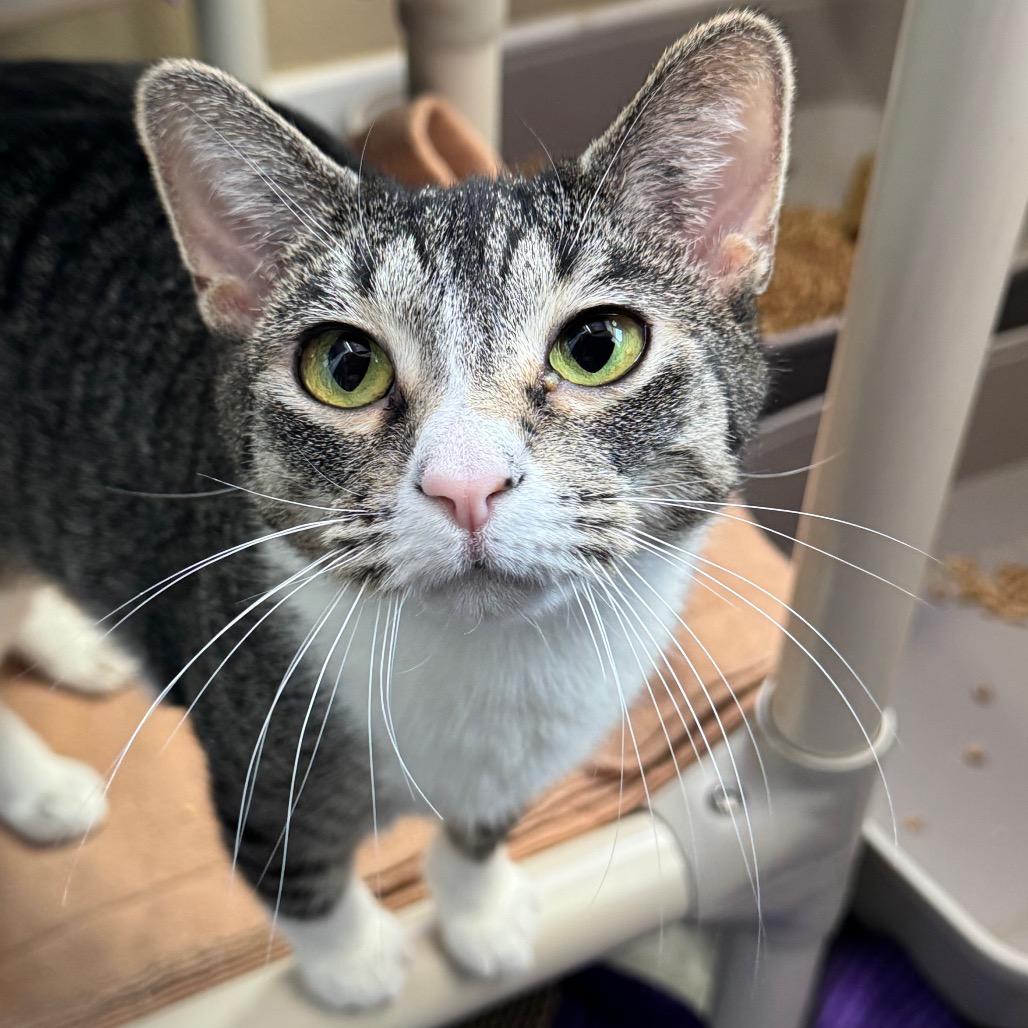 Enlarge Ahsoka, a Adoptable Domestic Short Hair in Mankato, MN image 3/4