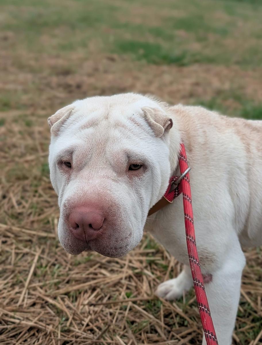 Zeus, adopted, Young Male Shar-Pei.