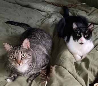 Enlarge Ezekiel (Zeeke) and Tigger, a Adoptable Domestic Short Hair in Naples, FL image 1/6