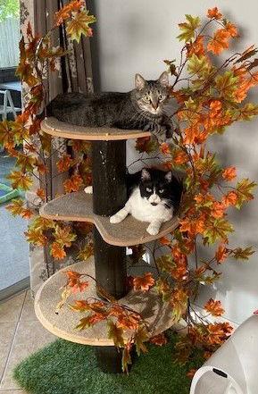 Enlarge Ezekiel (Zeeke) and Tigger, a Adoptable Domestic Short Hair in Naples, FL image 2/6