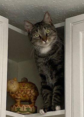 Enlarge Ezekiel (Zeeke) and Tigger, a Adoptable Domestic Short Hair in Naples, FL image 3/6