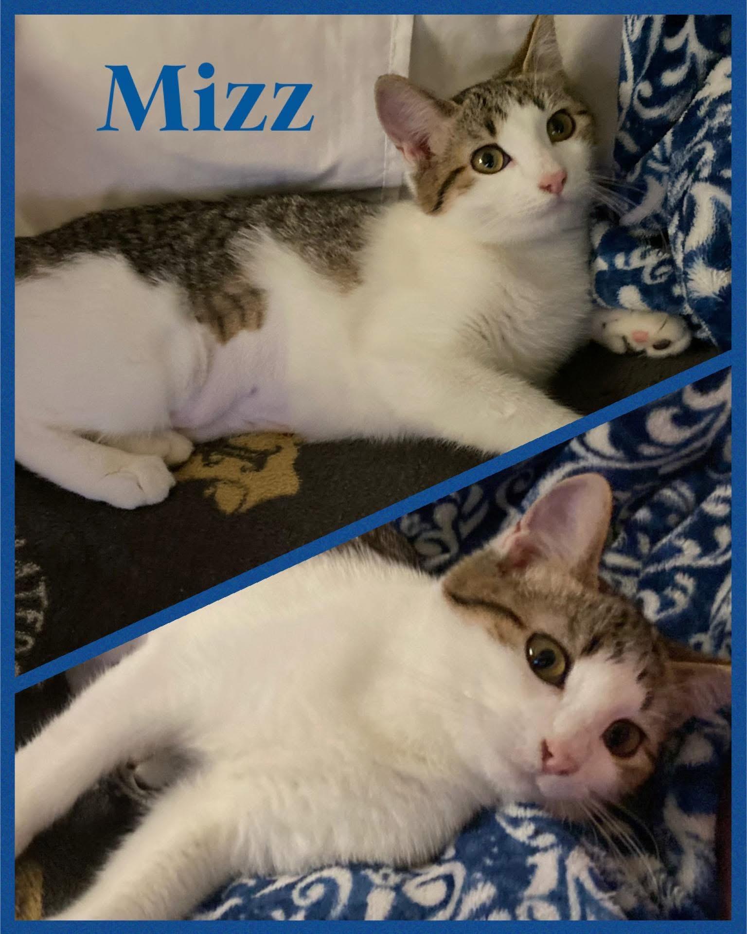 Mizz, Adoptable, Adult Female Domestic Short Hair & Tabby.
