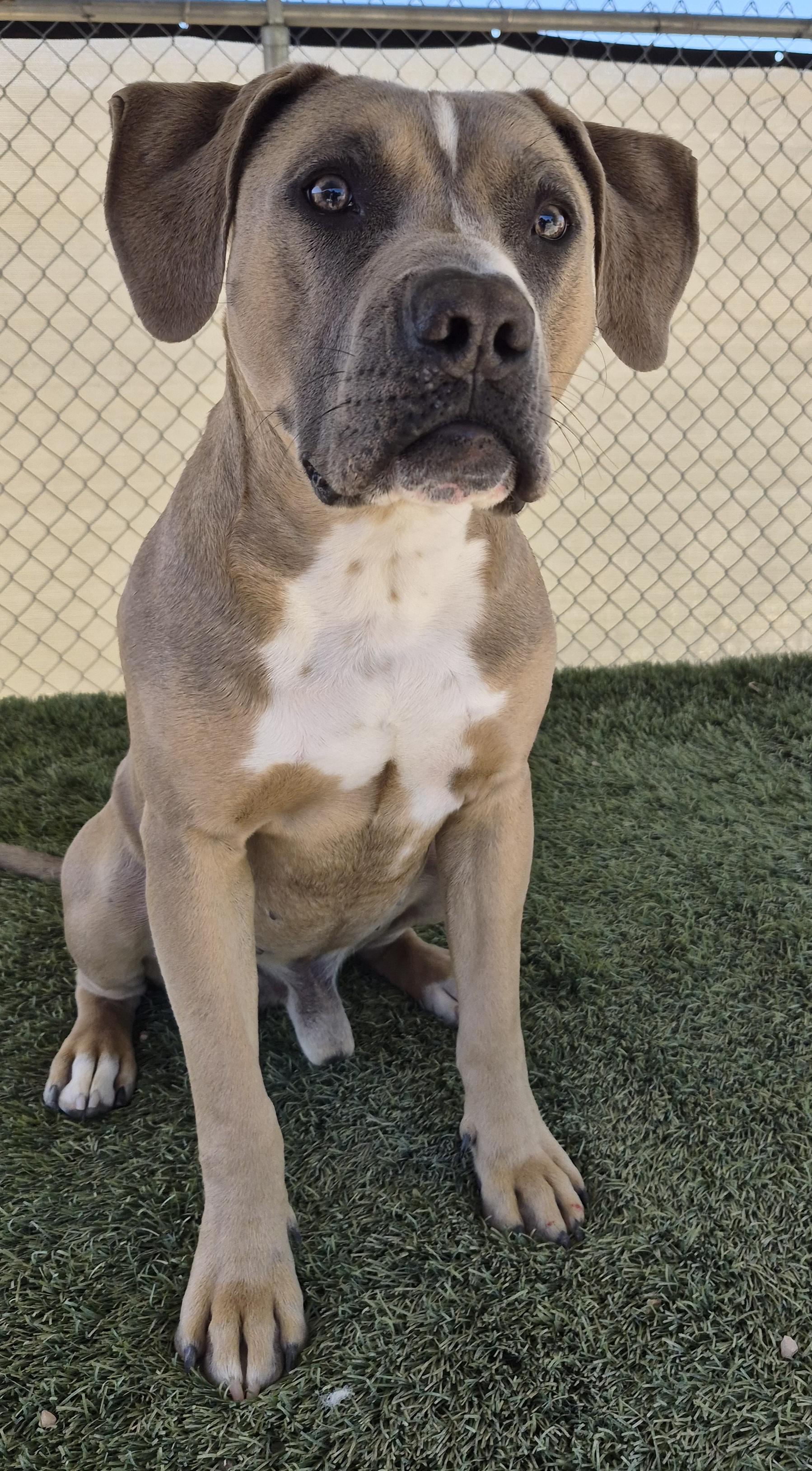 Enlarge Mika, an adopted American Staffordshire Terrier in La Verkin, UT image 1/1