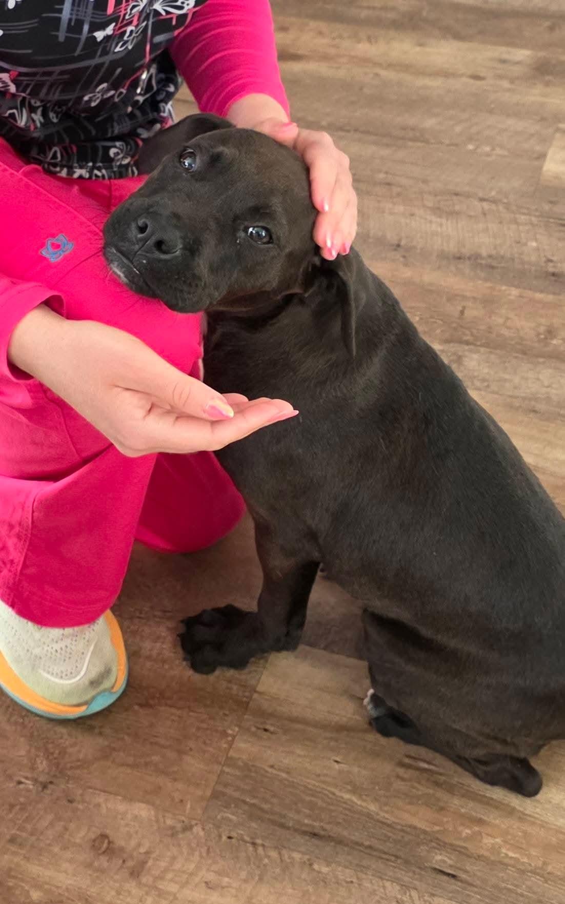 Garland, a ADOPTABLE mixed breed in Gardner, MA image 5/5