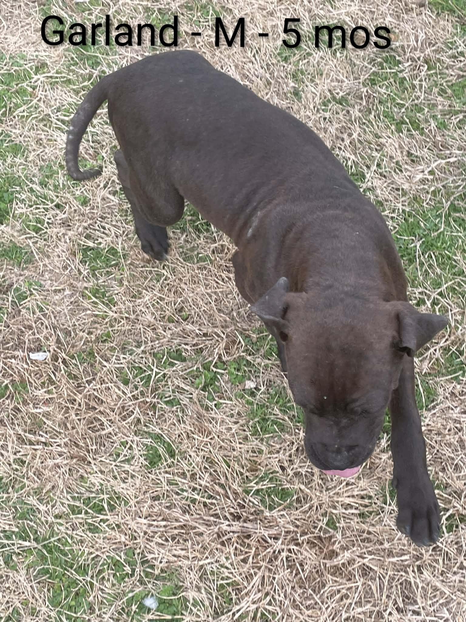 Garland, ADOPTABLE, Puppy Male Pit Bull Terrier & Boxer.