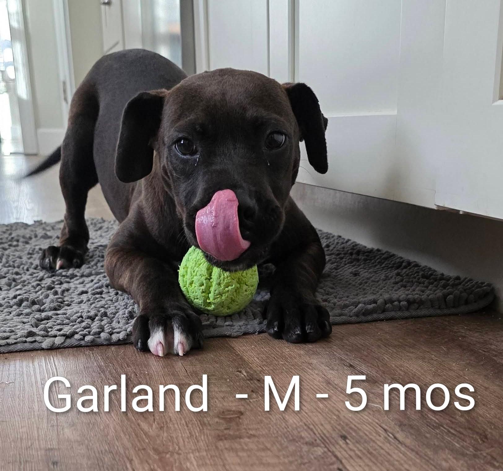 Garland, ADOPTABLE, Puppy Male Pit Bull Terrier & Boxer.