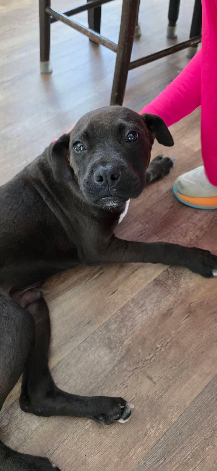 Garland, a ADOPTABLE mixed breed in Gardner, MA image 3/5