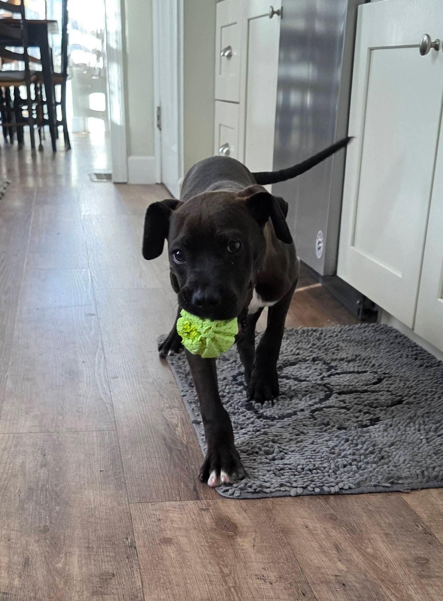 Garland, a ADOPTABLE mixed breed in Gardner, MA image 4/5