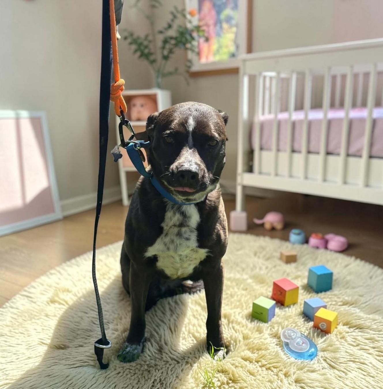 Enlarge Macy , an adopted mixed breed in Los Angeles, CA image 2/6