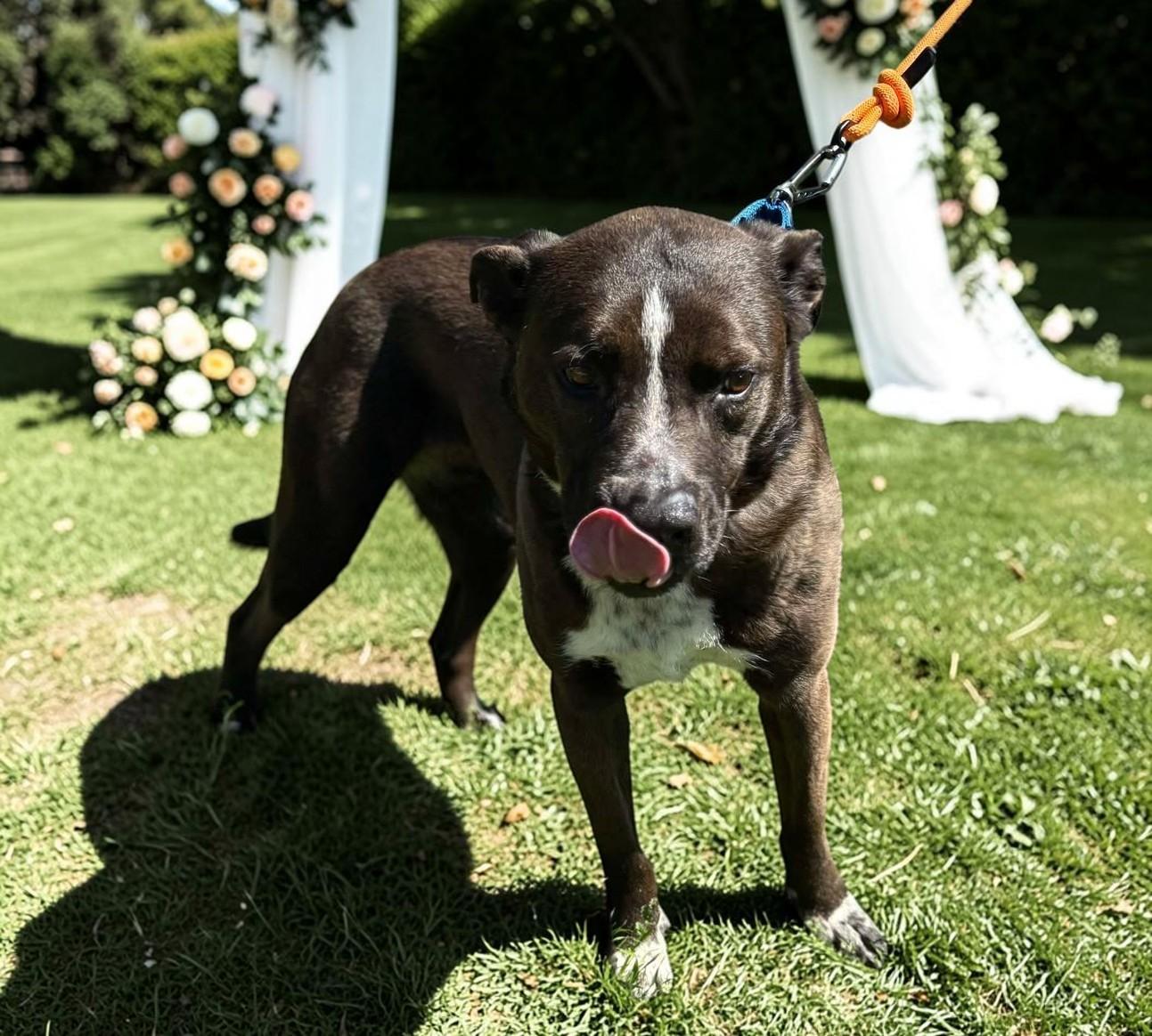 Enlarge Macy , an adopted mixed breed in Los Angeles, CA image 3/6