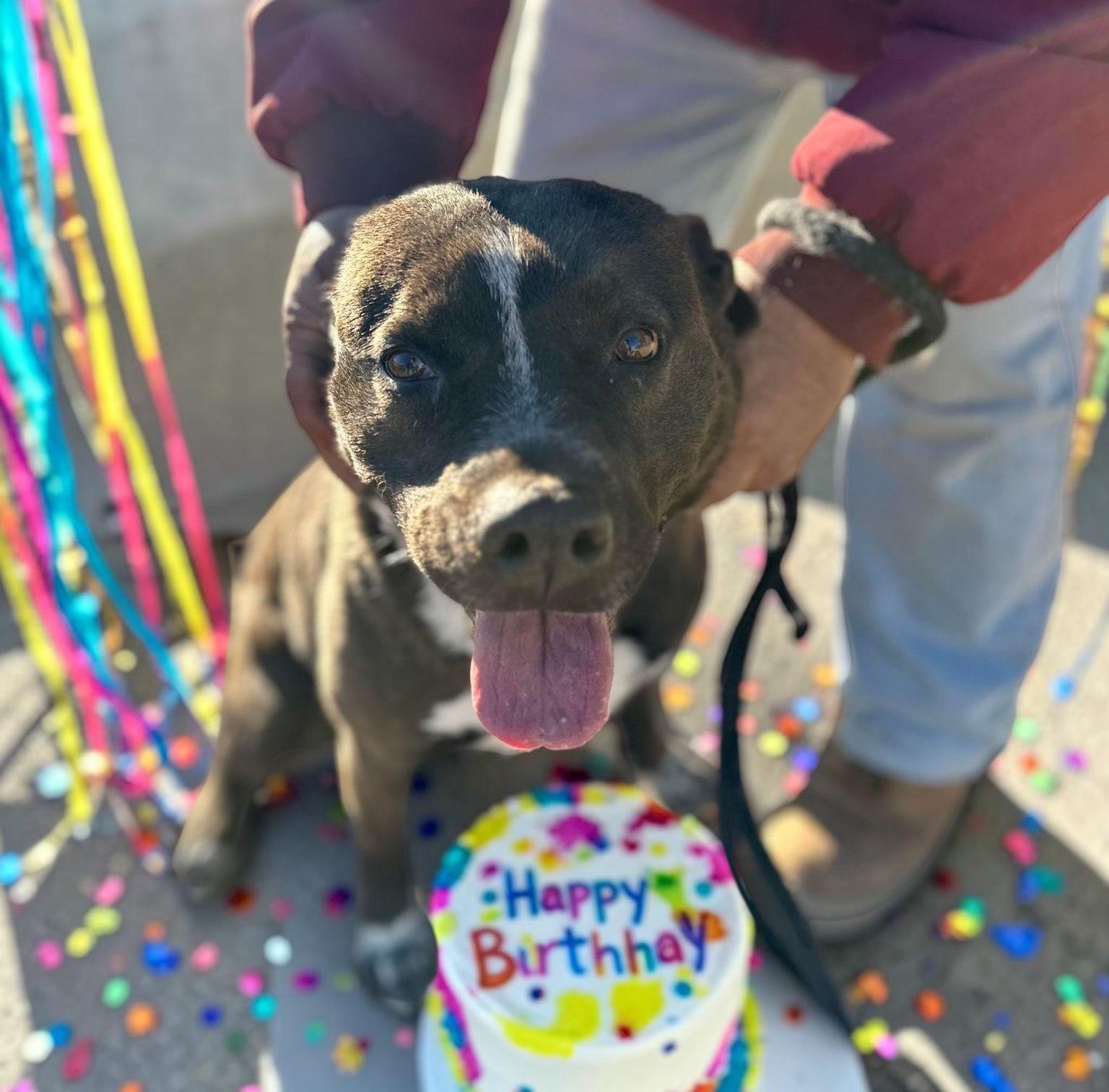 Macy , adopted, Adult Female Pit Bull Terrier & Australian Shepherd.