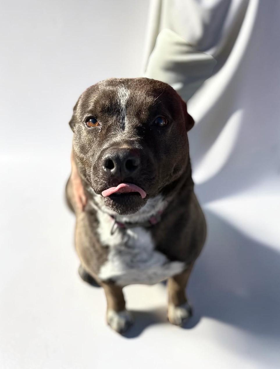 Enlarge Macy , an adopted mixed breed in Los Angeles, CA image 5/6