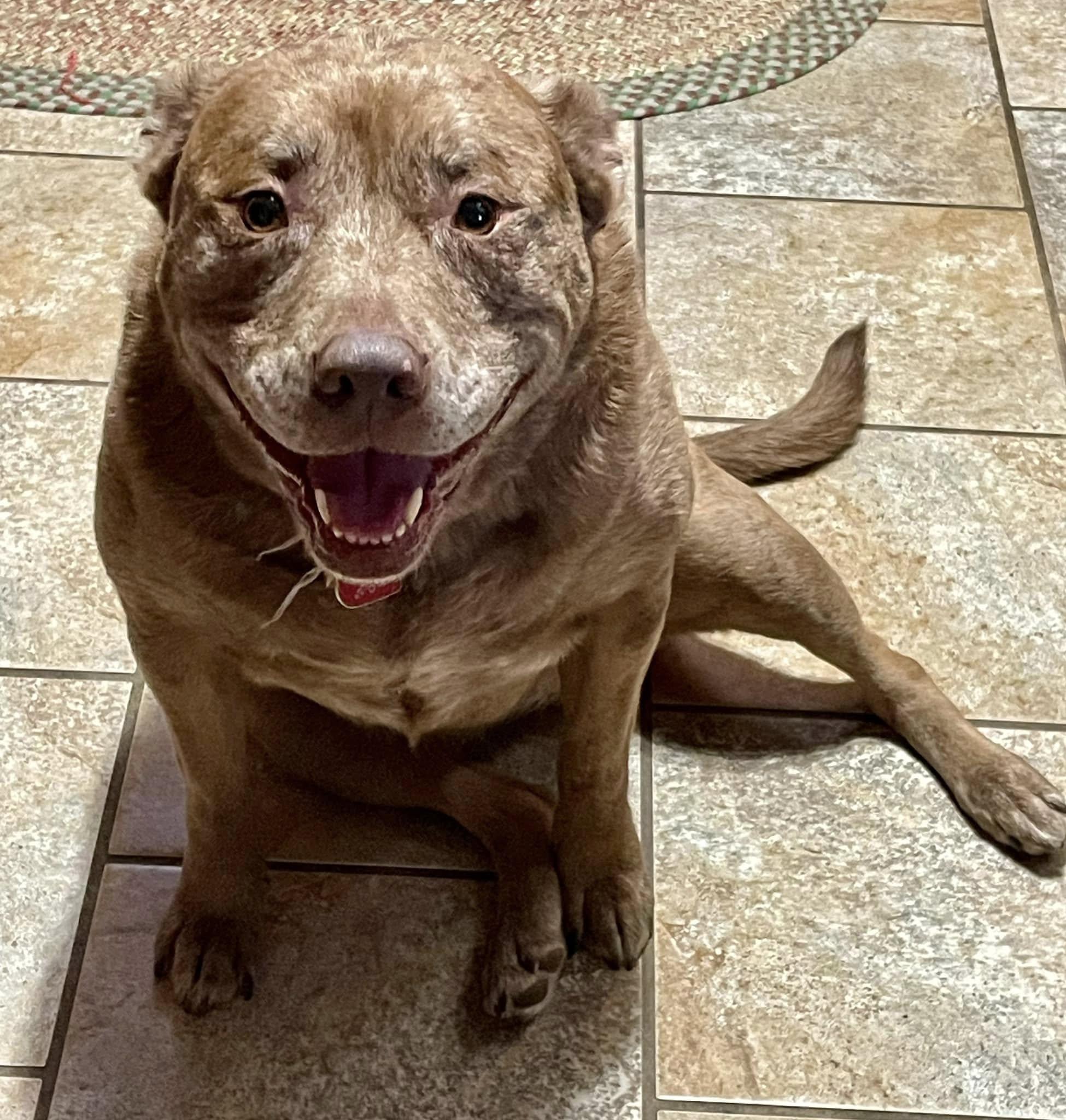 Willow - CT, a Adoptable mixed breed in Milford, CT image 1/6