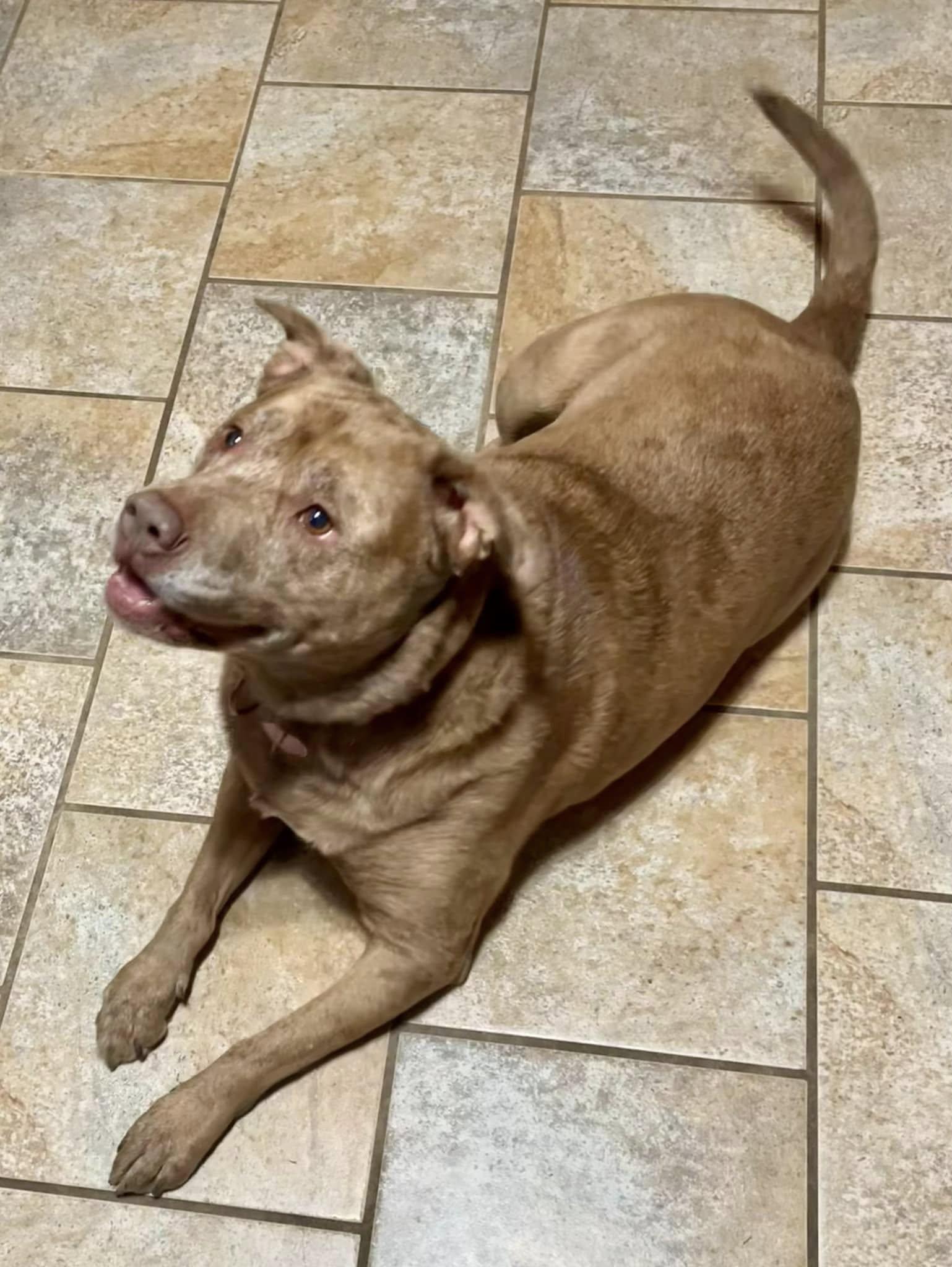 Willow - CT, Adoptable, Senior Female Pit Bull Terrier & Mixed Breed.