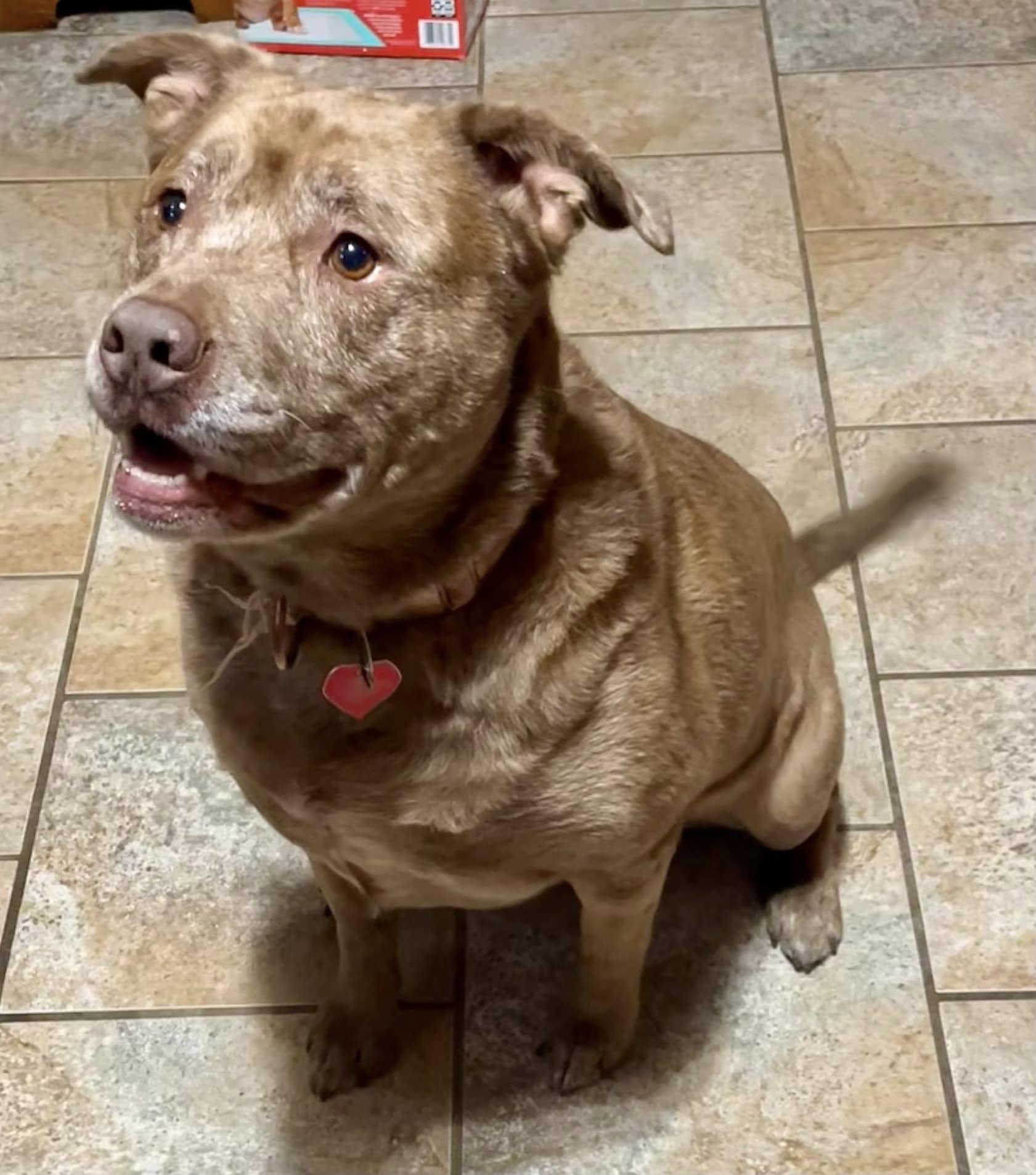 Willow - CT, a Adoptable mixed breed in Milford, CT image 4/6