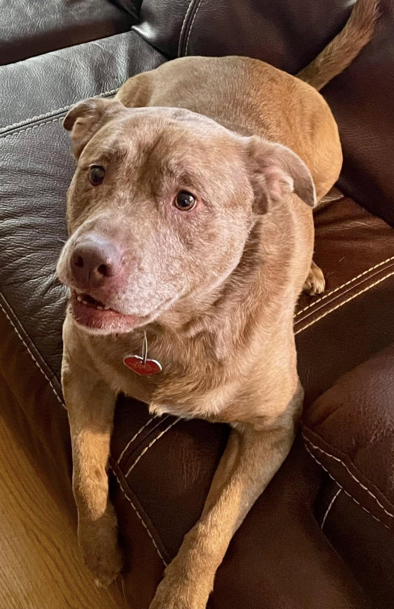 Willow - CT, a Adoptable mixed breed in Milford, CT image 5/6