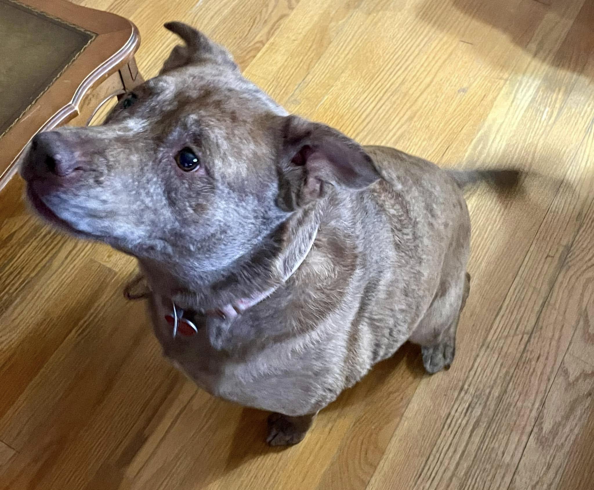 Willow - CT, a Adoptable mixed breed in Milford, CT image 6/6