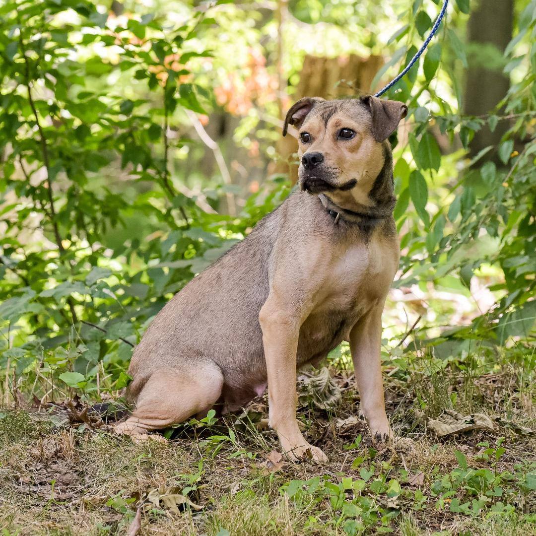 Asia, a Adoptable mixed breed in Lambertville, NJ image 2/5